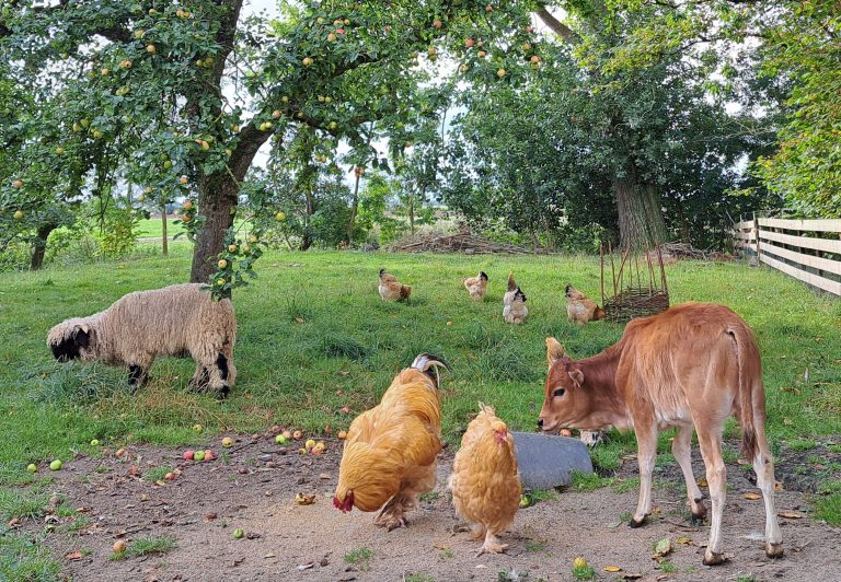 kippen, schaap en kalf in de wei
