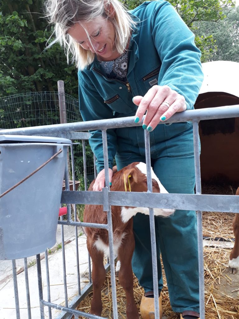 marja voert een kalf