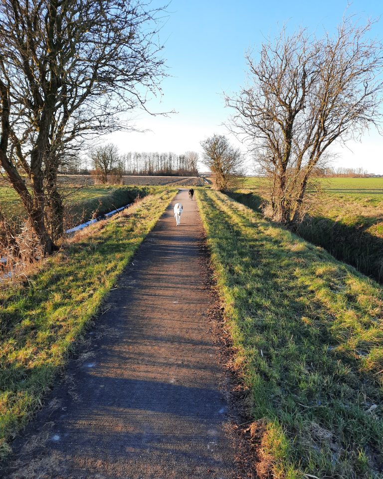 honden lopen op fietspad